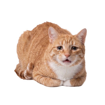 Crying sad orange cat