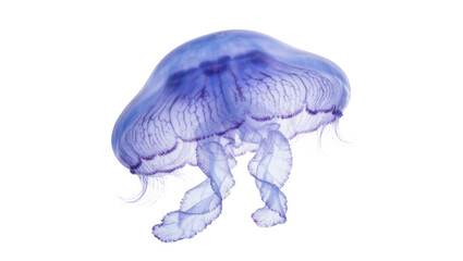 Translucent blue jellyfish with flowing tentacles, isolated on transparent background © Luke