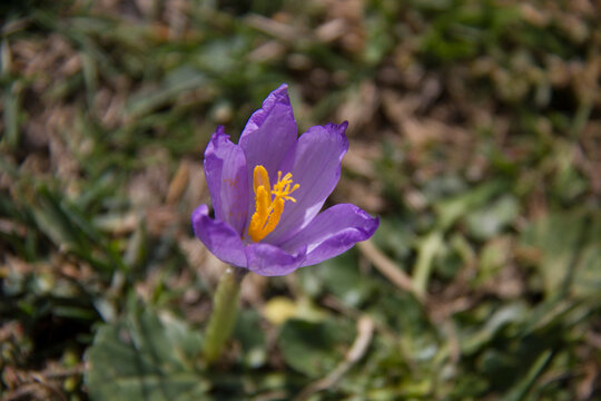 Peque&ntilde;a flor de monta&ntilde;a de color lila.