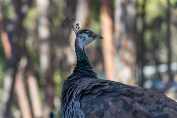 Side profile portrait of wild female peacock in natural woodland setting Kos © Roman Bjuty