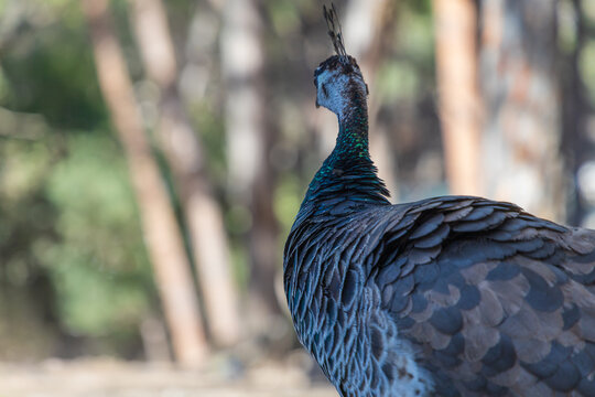Detailed back view of female peacock showing unique feather pattern and crest