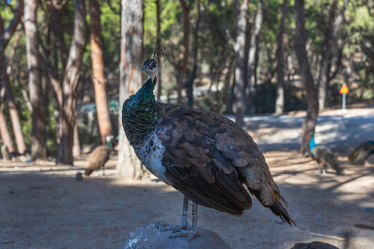 Wild female peacock standing alert on rock in sunny Plaka pine forest Kos