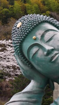 Reclining Buddha giant bronze statue at Nanzoin Temple in Sasaguri, Japan, Kasuya district, Fukuoka Prefecture, Kyushu Island, with cherry blossoms and bamboo forest on spring day, peaceful landscape