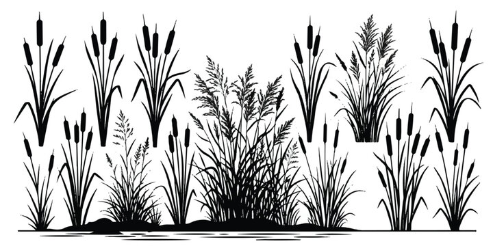Detailed cattail and reed silhouette collection on white background with silhouette collection detailed isolated background botanical illustration
