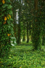 Vertical shot of a moody, dense tropical rainforest glade. © k33pcalmncapture