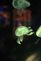 Luminous green moon jellyfish swimming vertically in dark aquarium water © Duc Nguyen