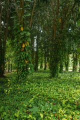 Vertical shot of a moody, dense tropical rainforest glade. © k33pcalmncapture