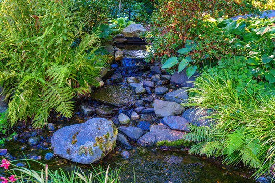 Small Garden Stream Plants