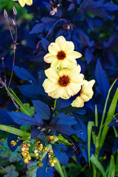 Yellow On Blue