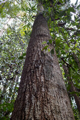 Obraz premium Rough tree trunk with deeply textured bark rises into green rainforest canopy.