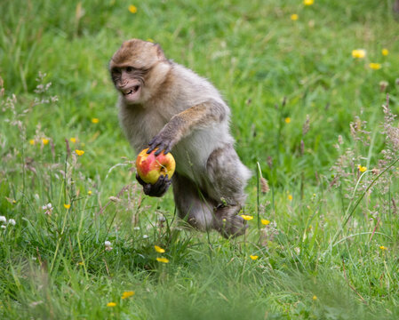 baby macaque running with apple