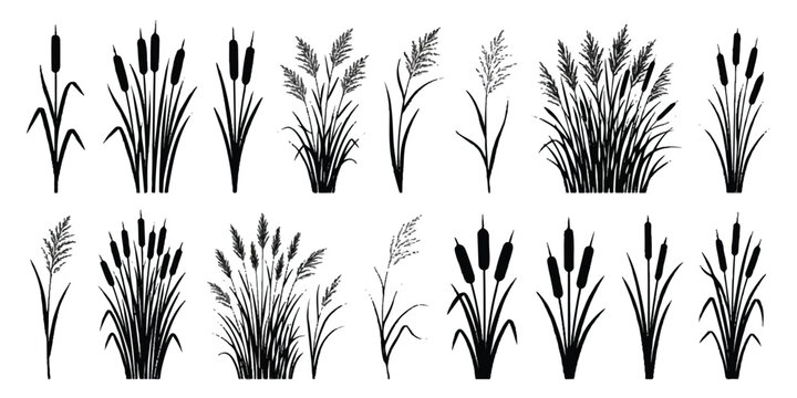 Set of isolated black reed and cattail plant silhouettes with cattails silhouettes botanical collection riverbank wildlife landscape isolated decoration