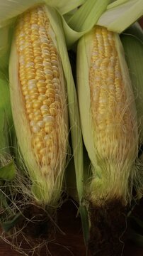  two ripe sweet corn on cob in husk food