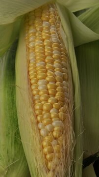 zoom of one ripe sweet corn on cob in husk harvest food