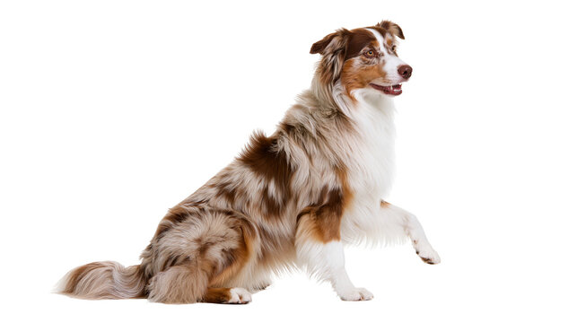 Merle Australian Shepherd dog sitting with paw raised, isolated on transparent background