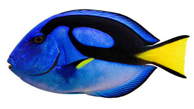Vibrant blue regal tang fish with black markings and yellow tail, isolated on transparent background