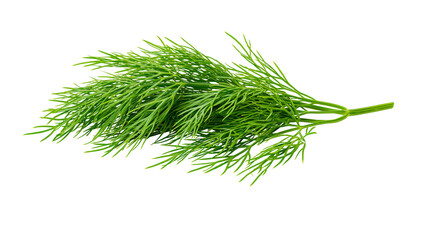 Fresh green dill herb sprig feathery leaves, isolated on transparent background © Evans