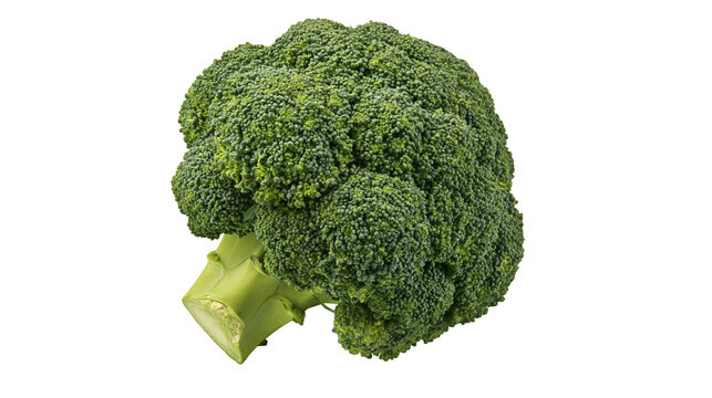 Fresh green broccoli head with thick stem, isolated on transparent background