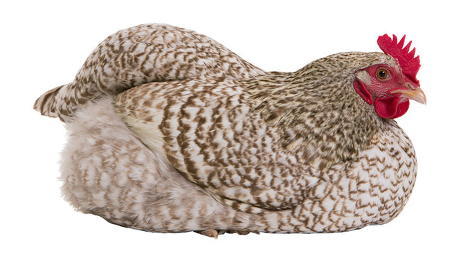 Speckled hen with red comb and wattle resting, isolated on transparent background