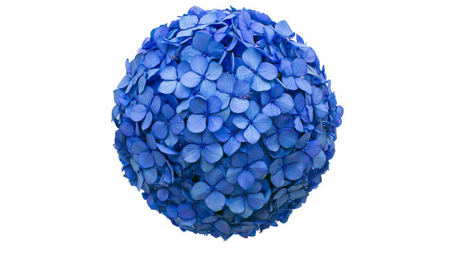 Vibrant blue hydrangea flower head, isolated on transparent background