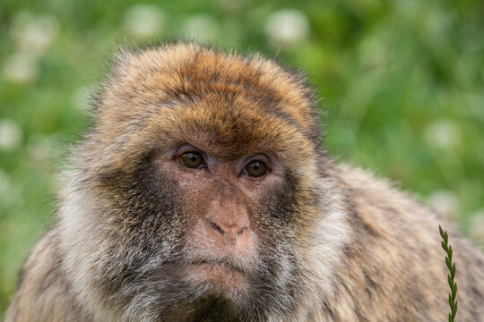 face of a macaque