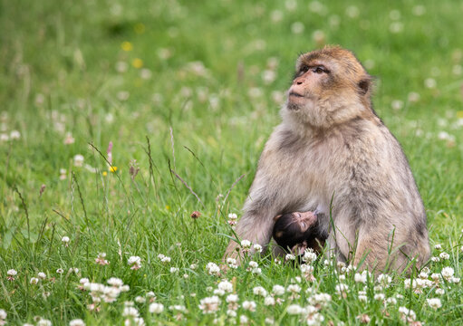 mother and baby barbary macaque