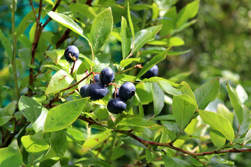 A branch with ripe blueberries on a bush in partial shade in the garden on a sunny summer day – horizontal photo, close-up © Iuliia Koroleva