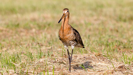 Obraz premium great blue heron