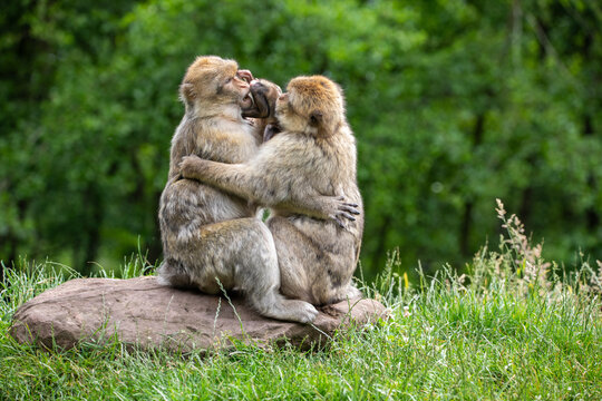 loviny macaques with baby