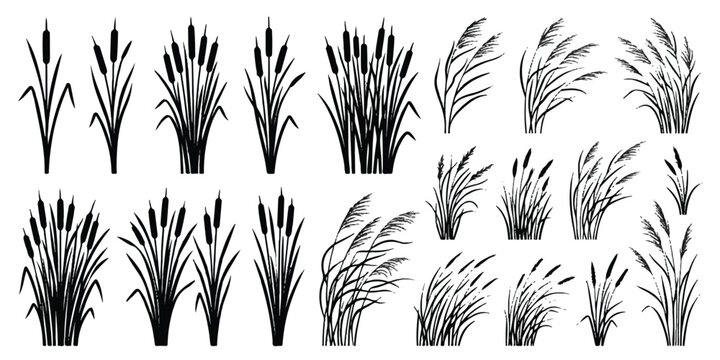 Black silhouette collection of reeds and cattails with silhouette wildlife botanical isolated collection illustration background landscape ornamental