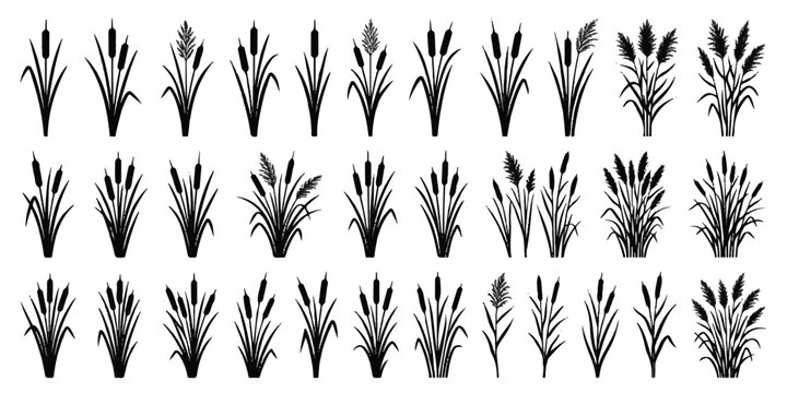 Set of black reed and cattail silhouettes on white background with collection of various wild reed and cattail plant silhouettes isolated on white