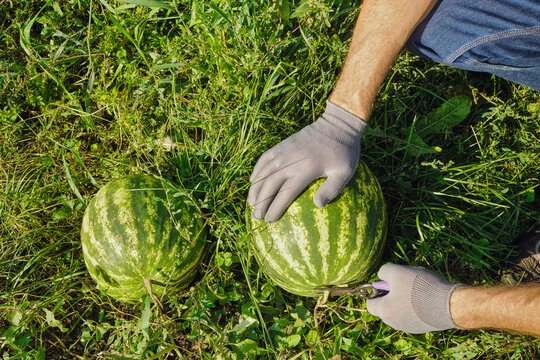 Farmer hands in gloves cutting ripe watermelon from vine in green field