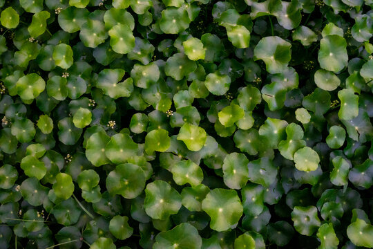 Dense field of green Gotu Kola leaves creating a natural leaf background