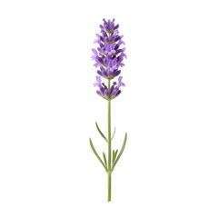 Obraz premium Single Lavender Stem with Green Leaves in Soft Natural Light for Aromatherapy