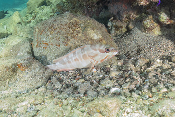 Obraz premium Fish swimming in the Red Sea, colorful fish, Eilat, Israel 