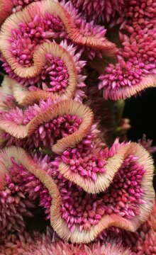 Close-up vibrant pink crested cockscomb flower, celosia cristata