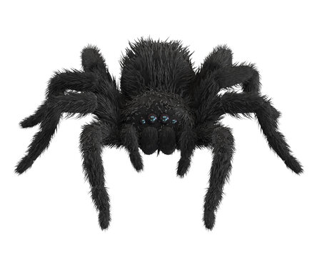 Black spider isolated on white background