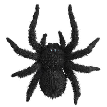 Black spider isolated on white background