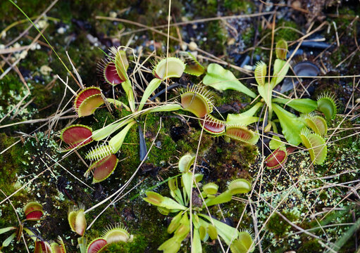 Venus Fly Trap plants, Dionaea muscipula, growing in Carolina Beach, North Carolina. A carnivorous plant native to coastal North and South Carolina
