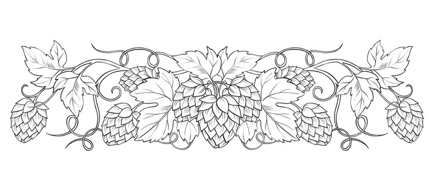 Hand-drawn hop cones and leaves text divider illustration