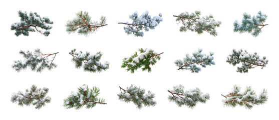 Fototapeta premium PNG Snow covered blossoming branches collection isolated set transparent background