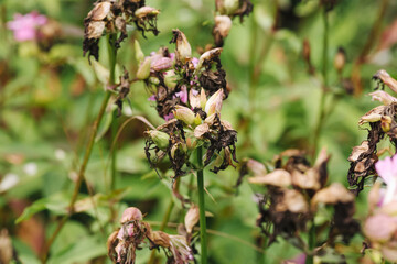 Obraz premium Wilted pink garden flowers. Dry brown petals and buds. Faded blossoms among green leaves. Damaged ornamental plants after flowering. Natural decay in flower bed. Plant background with deterioration.