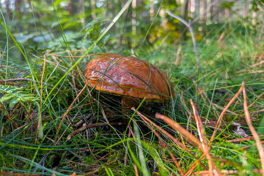 Bay bolete in the grass