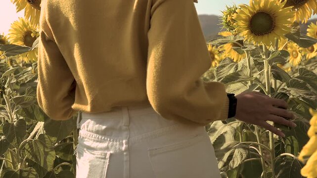 A beige sweater fills a close view beside sunflower detail, yellow petals, and plant foliage. The beige sweater shows textured fabric next to brown flower centers and dry stems in the sunlit field.
