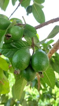 Close up of young green guava fruits hanging on tree branch in tropical orchard garden. Organic raw Psidium guajava fruit growing naturally in farm agriculture.