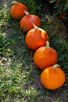 Row of vibrant orange pumpkins sitting on grass
