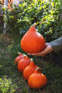 Hand holding organic hokkaido pumpkin harvest in garden
