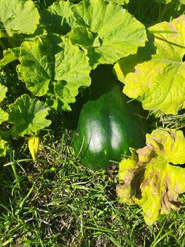 Dark green pumpkin ripening on the vine surrounded by large green and yellowing leaves in a sunny garden