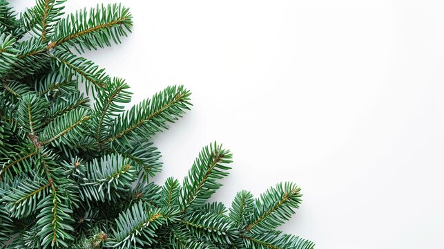 Lush green Christmas tree branches and pine needles frame on a white background with ample blank copy space for seasonal holiday greetings, winter invitations, and festive celebration designs.