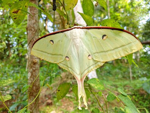 Close up of a large pale green Indian Moon Moth (Actias selene) resting on a leafy branch in the tropical forests of Sri Lanka